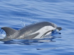 Cetacei e uccelli marini dalla barca